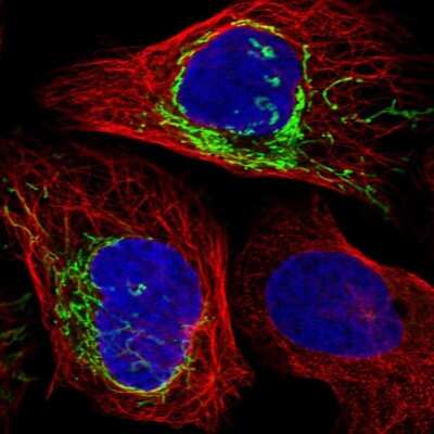 Immunocytochemistry/ Immunofluorescence: PLD5 Antibody [NBP1-81911]