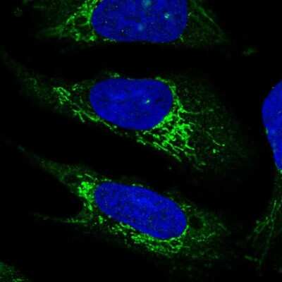 Immunocytochemistry/ Immunofluorescence: PLD5 Antibody [NBP2-58416]