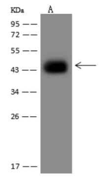 Western Blot: PLEKHA2 Antibody [NBP3-06069]