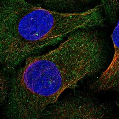 Immunocytochemistry/ Immunofluorescence: PLEKHA4 Antibody [NBP2-47331]