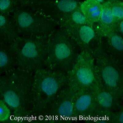 Immunocytochemistry/ Immunofluorescence: PLEKHA7 Antibody - BSA Free [NBP2-76328]