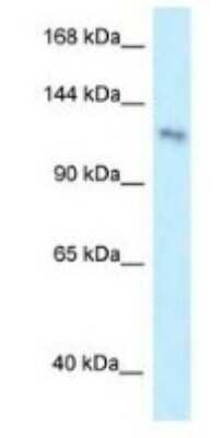 Western Blot: PLEKHA7 Antibody [NBP1-79526]