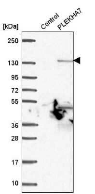 Western Blot: PLEKHA7 Antibody [NBP1-85045]