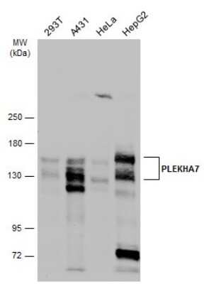 Western Blot: PLEKHA7 Antibody [NBP3-12994]