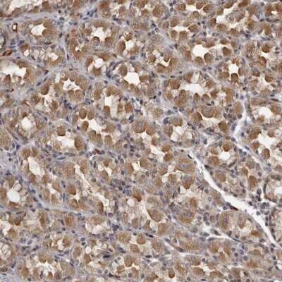 Immunohistochemistry-Paraffin: PLEKHF2 Antibody [NBP1-82265]