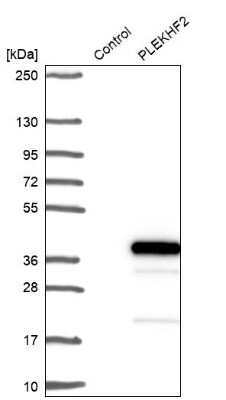 Western Blot: PLEKHF2 Antibody [NBP1-82265]