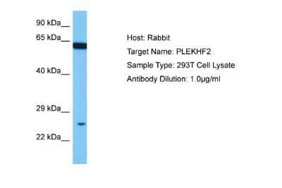 Western Blot: PLEKHF2 Antibody [NBP2-85491]