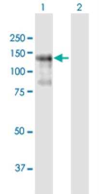 Western Blot: PLEKHG2 Antibody [H00064857-B01P-50ug]