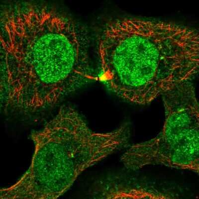 Immunocytochemistry/ Immunofluorescence: PLEKHG3 Antibody [NBP2-55791]