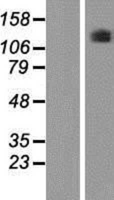 Western Blot: PLEKHG5 Overexpression Lysate [NBP2-06633]