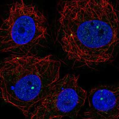 Immunocytochemistry/ Immunofluorescence: PLEKHH1 Antibody [NBP2-14611]