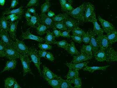 Immunocytochemistry/ Immunofluorescence: PLEKHH2 Antibody [NBP3-06559]