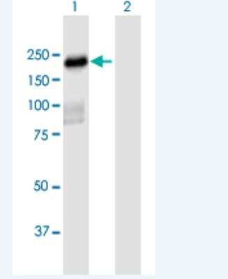 Western Blot: PLEKHH2 Antibody [H00130271-B01P-50ug]