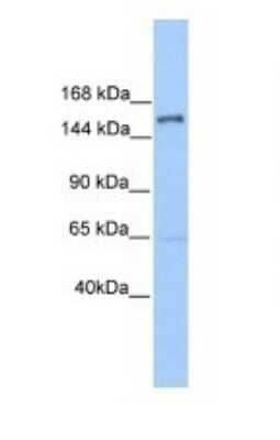 Western Blot: PLEKHH2 Antibody [NBP1-70677]