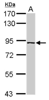 Western Blot: PLEKHH3 Antibody [NBP2-15077]