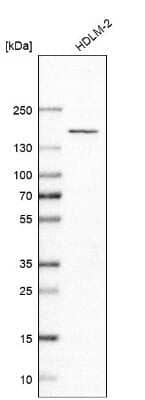 Western Blot: PLEKHM1 Antibody [NBP1-83013]