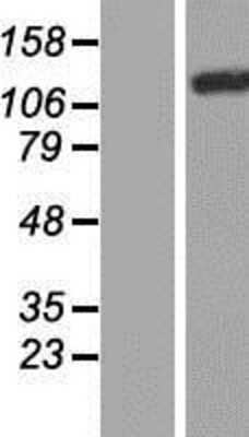 Western Blot: PLEKHM1 Overexpression Lysate [NBP2-07271]