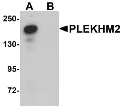 Western Blot: PLEKHM2 AntibodyBSA Free [NBP1-77089]