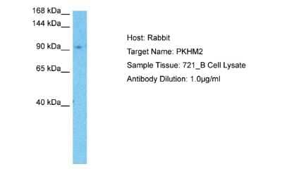 Western Blot: PLEKHM2 Antibody [NBP2-85498]