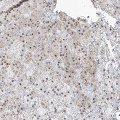 Immunohistochemistry-Paraffin: PLEKHN1 Antibody [NBP1-84191]