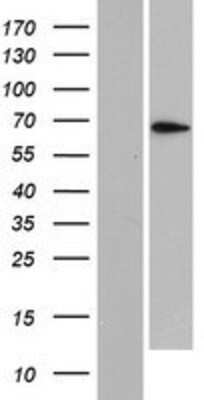 Western Blot: PLEKHN1 Overexpression Lysate [NBP2-06071]