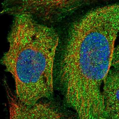 Immunocytochemistry/ Immunofluorescence: PLEKHO2 Antibody [NBP1-84101]