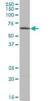 Western Blot: PLEKHO2 Antibody [H00080301-B01P]