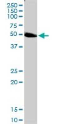 Western Blot: PLEKHO2 Antibody [H00080301-D01P]