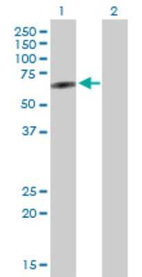 Western Blot: PLEKHO2 Antibody [H00080301-D01P]