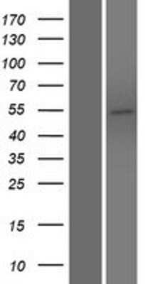 Western Blot: PLEKHO2 Overexpression Lysate [NBP2-06229]