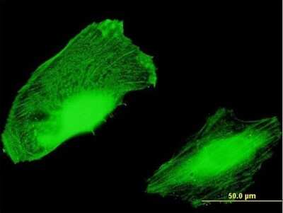 Immunocytochemistry/ Immunofluorescence: PLEKHS1 Antibody [H00079949-B01P]