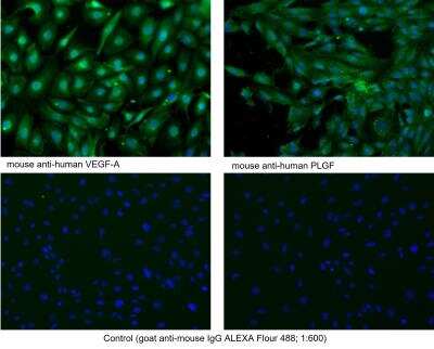 Immunocytochemistry/ Immunofluorescence: PLGF Antibody (3B10) - Azide and BSA Free [NB110-96418]