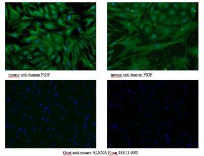 Immunocytochemistry/ Immunofluorescence: PLGF Antibody (3B10) - Azide and BSA Free [NB110-96418]
