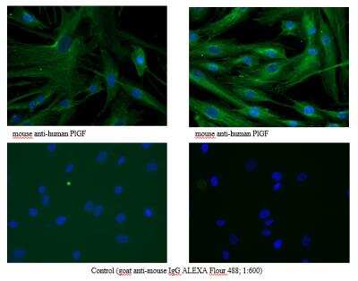 Immunocytochemistry/ Immunofluorescence: PLGF Antibody (3B10) - Azide and BSA Free [NB110-96418]
