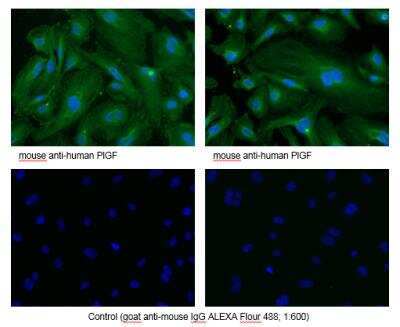 Immunocytochemistry/ Immunofluorescence: PLGF Antibody (3B10) - Azide and BSA Free [NB110-96418]