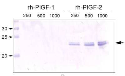 Western Blot: PLGF Antibody (3B10)Azide and BSA Free [NB110-96418]