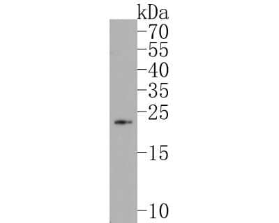 Western Blot: PLGF Antibody (JA63-15) [NBP2-67067]