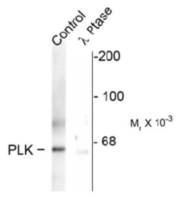 Western Blot: PLK1 [p Thr210] Antibody [NB100-61108]