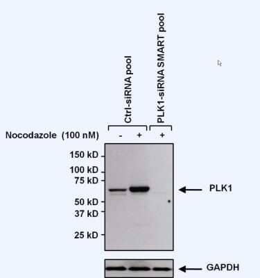 Western Blot: PLK1 Antibody (13E8) [NB100-74502]