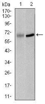 Western Blot: PLK1 Antibody (3C11)BSA Free [NBP2-22196]