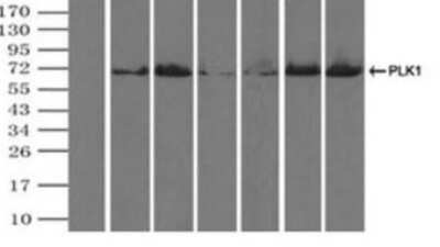 Western Blot: PLK1 Antibody (OTI1D4)Azide and BSA Free [NBP2-73472]