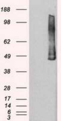 Western Blot: PLK1 Antibody (OTI1D4)Azide and BSA Free [NBP2-73472]