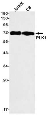 Western Blot: PLK1 Antibody (S07-3E0) [NBP3-15079]