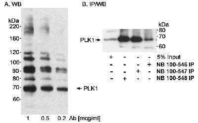 Western Blot: PLK1 Antibody [NB100-547]