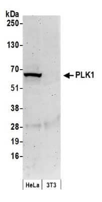 Western Blot: PLK1 Antibody [NB100-547]