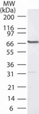 Western Blot: PLK1 Antibody [NB100-56651]