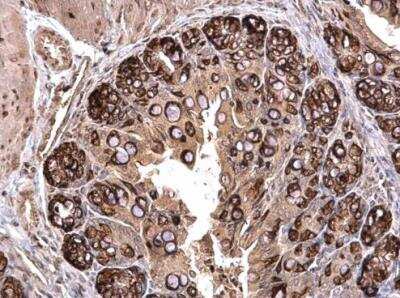 Immunohistochemistry-Paraffin: PLK2 Antibody [NBP2-15078]