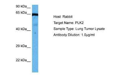 Western Blot: PLK2 Antibody [NBP2-84223]