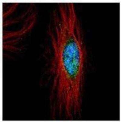 Immunocytochemistry/ Immunofluorescence: PLK4 Antibody [NBP1-33402]