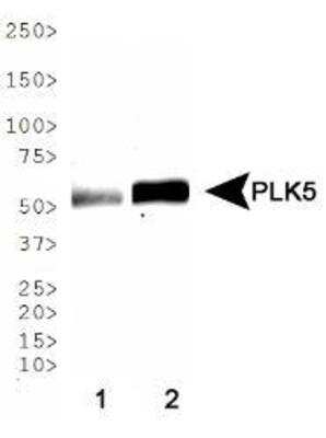 Western Blot: PLK5 Antibody [NBP1-97306]